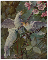 vintage and antique bird prints